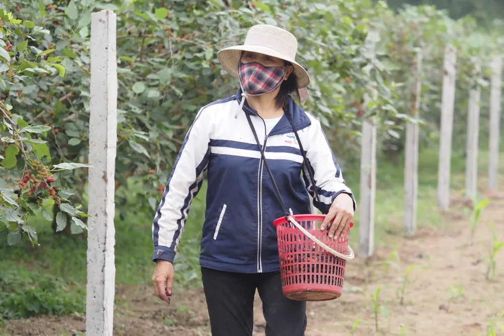 Trên cánh đồng xã Hiệp Thuận, huyện Phúc Thọ, Hà Nội những ngày này, người dân đang tất bật thu hoạch dâu tằm.