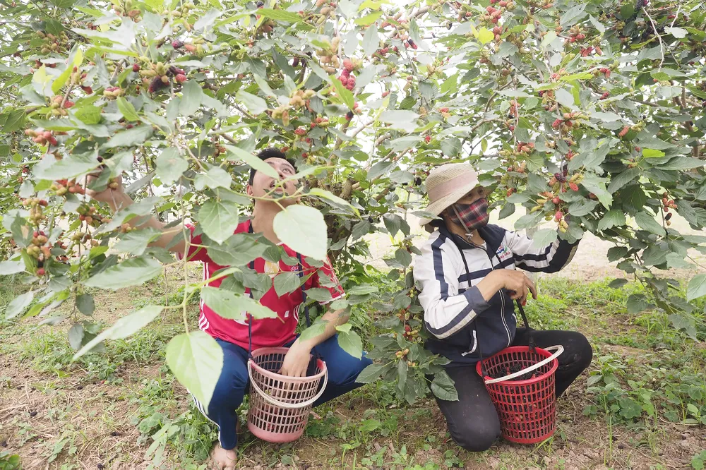 Vào những ngày cao điểm như thế này, bà con ra đồng từ 7h sáng, thu hái liên tục 8 tiếng, mỗi người gom được khoảng 30-40kg quả.