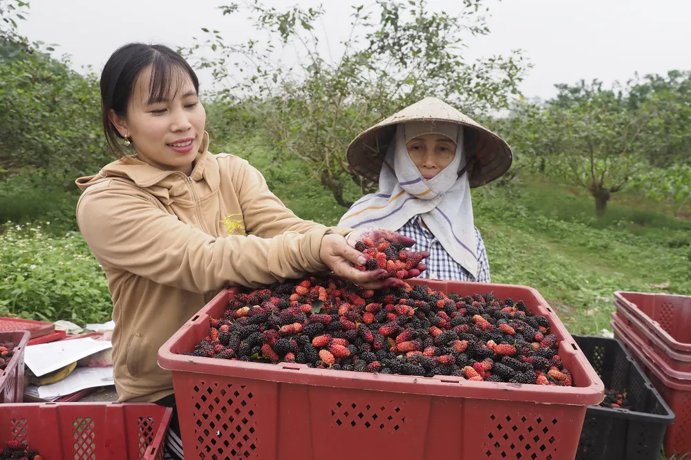 Tính chung cả xã Hiệp Thuận hiện có 20ha đất trồng màu, xen canh cây dâu tằm như vậy. Đây là kết quả 8 năm phát triển nghề trồng dâu tằm ở địa phương này, mà người dân thấy hiệu quả kinh tế hơn hẳn việc chỉ trồng màu hay trồng lúa.