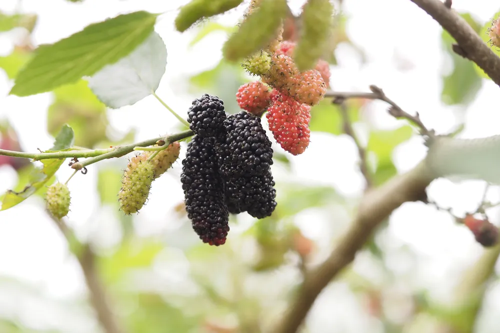 Loại quả này chuyển sang chín mọng rất nhanh trong 3-5 tuần vào cuối tháng 2 – đầu tháng 3 âm lịch, nên các gia đình phải huy động hết người nhà, thậm chí thuê người làm để kịp thu hoạch.