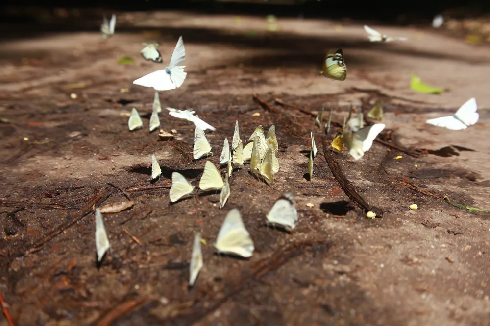 Những con bướm tụ thành từng đàn tạo nên một không gian vừa thơ mộng vừa huyền bí. Những con bướm tụ thành từng đàn tạo nên một không gian vừa thơ mộng vừa huyền bí.