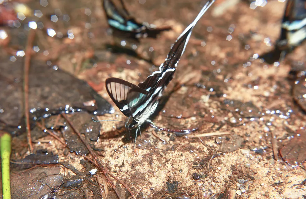 Vào những ngày hửng nắng, từng đàn bướm đủ màu sắc sẽ ra khỏi nơi trú ẩn, bay lượn rợp trời để đi kiếm ăn khiến khung cảnh nơi đây như một khu vườn cổ tích khiến du khách mê mẩn. Vào những ngày hửng nắng, từng đàn bướm đủ màu sắc sẽ ra khỏi nơi trú ẩn, bay lượn rợp trời để đi kiếm ăn khiến khung cảnh nơi đây như một khu vườn cổ tích khiến du khách mê mẩn.