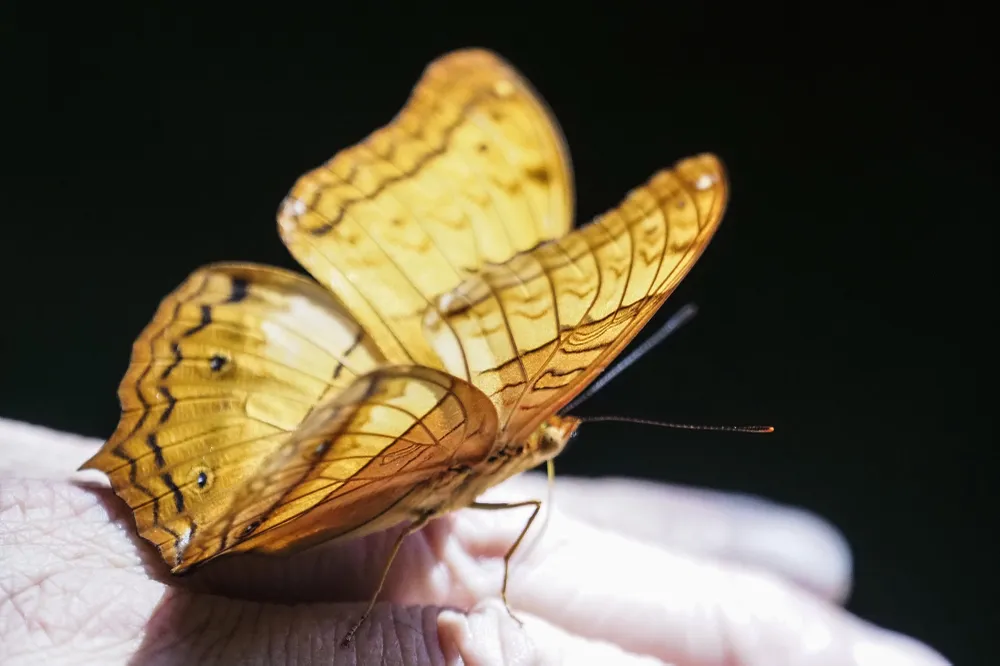 Không chỉ là nơi tham quan, nghỉ dưỡng với hang động người xưa, cây trò ngàn năm hay Trung tâm cứu hộ linh trưởng, vài năm gần đây rừng Cúc Phương còn được nhiều người biết đến với đặc sản là những đàn bướm bay ngợp trời vào mỗi dịp cuối xuân, đầu hạ. Không chỉ là nơi tham quan, nghỉ dưỡng với hang động người xưa, cây trò ngàn năm hay Trung tâm cứu hộ linh trưởng, vài năm gần đây rừng Cúc Phương còn được nhiều người biết đến với đặc sản là những đàn bướm bay ngợp trời vào mỗi dịp cuối xuân, đầu hạ.