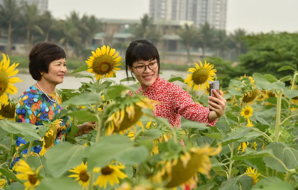 Để người dân dễ dàng chọn những góc chụp đẹp nhất, tại vườn hoa đã tạo các lối đi để người dân thỏa sức sáng tạo nhưng không ảnh hưởng tới hoa.