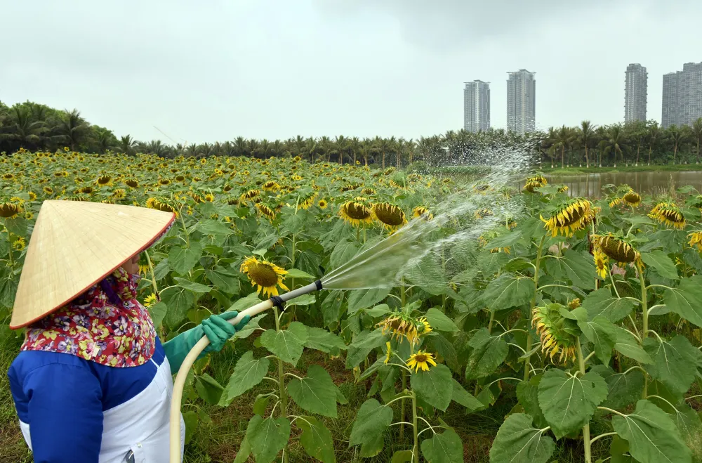 Thời tiết oi bức, mưa hạn kéo dài, những người làm vườn phải thường xuyên tưới nước cho vườn hoa hướng dương của mình.