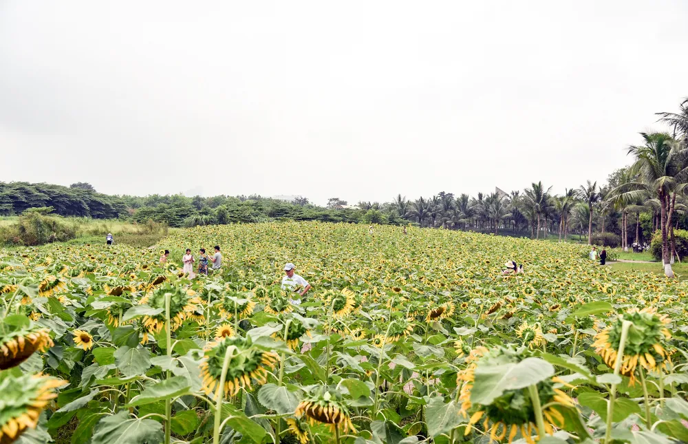 Hoa hướng dương không chỉ đẹp, rực rỡ dưới nắng vàng mà còn mang trong mình sức sống mãnh liệt, là biểu tượng của niềm tin và hy vọng. Sắc vàng tươi tắn của loài hoa có thể mang đến cho tâm hồn thêm những niềm vui, xua tan bớt mệt mỏi, căng thẳng của cuộc sống.