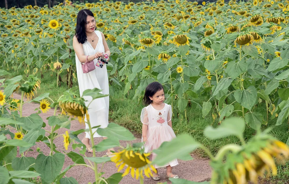 Hàng nghìn bông hoa hướng dương đang khoe sắc khiến người dân bất chấp cái nắng oi ả đến đây check-in.