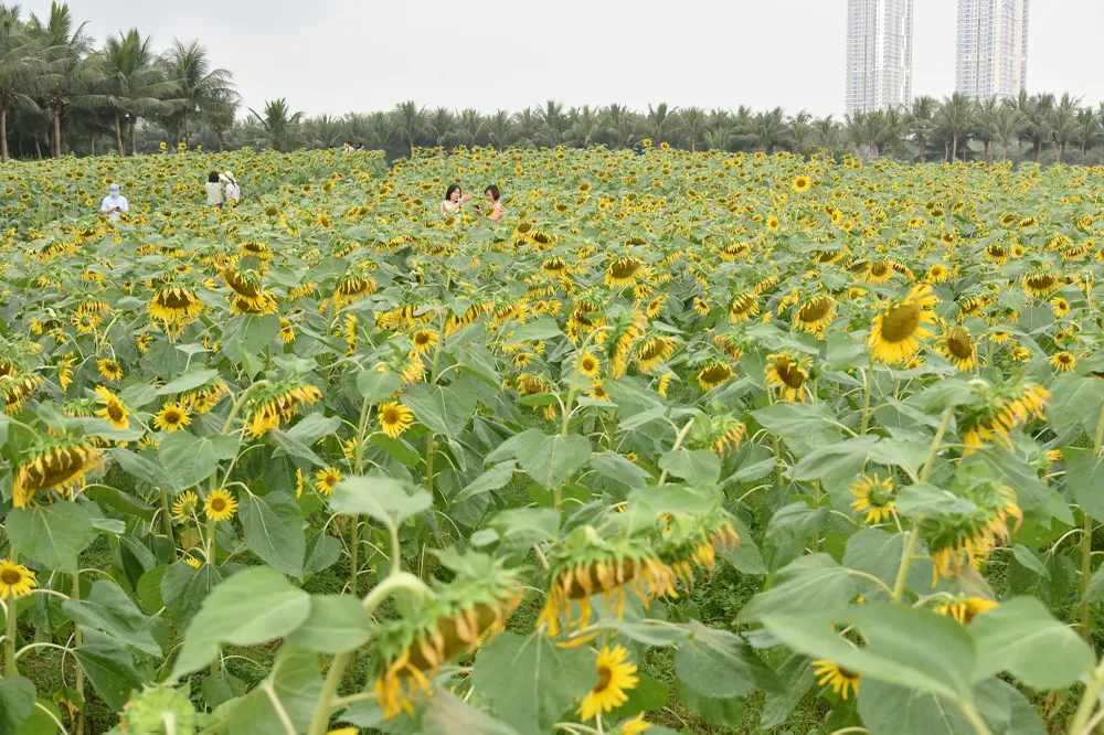 Theo tìm hiểu, loài hoa hướng dương tại đây là giống hoa nhập khẩu từ Thái Lan có thân cây cao, đường kính bông lên đến 30 cm.