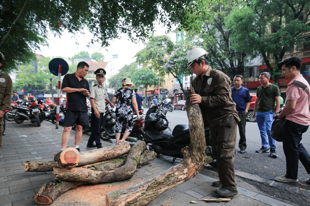 Việc chặt hạ, trồng thay thế cây mới sẽ do Công ty TNHH MTV Công viên Cây xanh Hà Nội thực hiện.