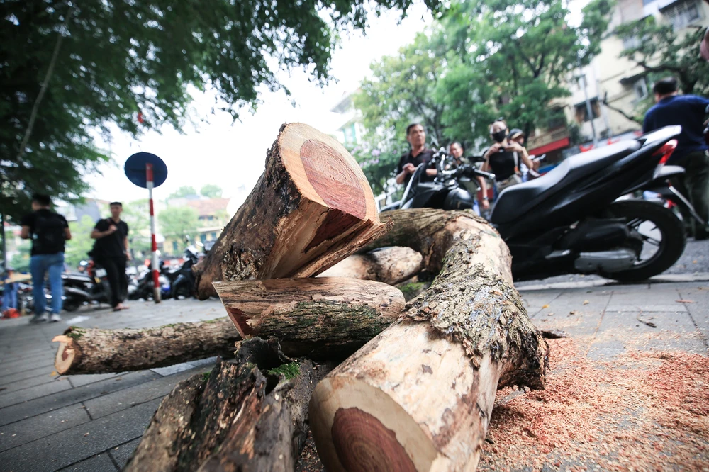 Toàn bộ số gỗ thành phẩm sau khi chặt hạ 3 cây Sưa thì sẽ tổ chức bàn giao cho Trung tâm Quản lý hạ tầng kỹ thuật thành phố Hà Nội tiếp nhận, bảo quản tại kho và thực hiện thanh lý gỗ, củi theo quy định.