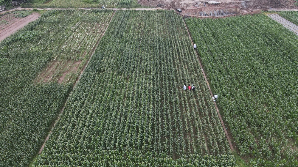 Giống ngô (SSW18) này còn được gọi là bắp hoa quả do có màu trắng sữa, mọng nước...