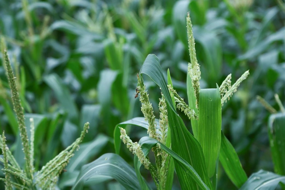 Qua nhiều thử nghiệm, ngô siêu ngọt SSW18 phát triển khỏe, nhanh. Thời gian từ gieo trồng đến thu hoạch ngô tươi là 70 - 80 ngày tùy từng vùng, vụ trồng, thời tiết. Năng suất ngô tươi đạt từ 10 -12 tấn/ha.