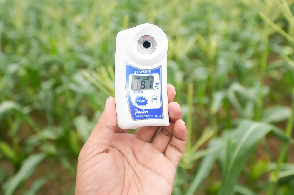 Giống ngô siêu ngọt SSW18 còn được gọi là ngô hoa quả do có màu trắng sữa, mềm, tan vỏ và độ ngọt dao động 17,5 - 18,5 độ Brix.