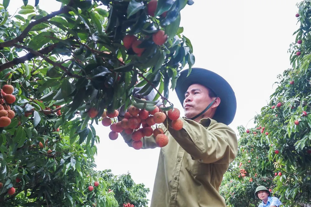 Sự kiện góp phần bảo tồn văn hóa truyền thống, phát triển kinh tế nông nghiệp gắn với phát triển du lịch xanh và bền vững; phấn đấu đưa du lịch trở thành ngành kinh tế quan trọng, ngày càng chiếm tỷ trọng cao trong cơ cấu kinh tế của huyện.