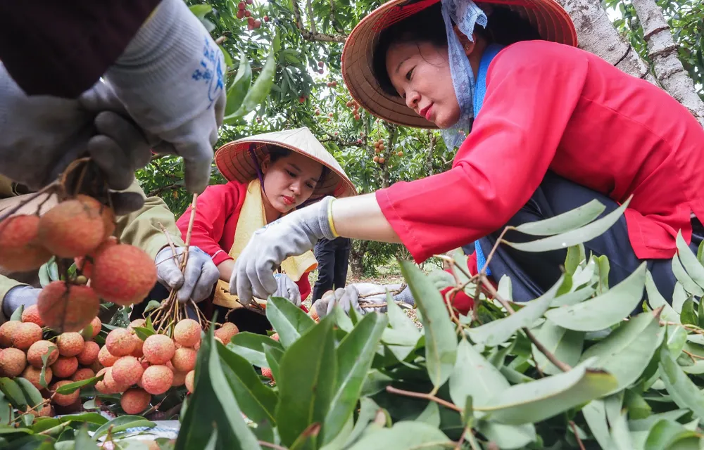 Từ đầu vụ đến nay, huyện đã thu hoạch, tiêu thụ được khoảng 6.000 tấn quả vải tươi chín sớm, gồm 59% sản lượng được tiêu thụ trong nước và 41% xuất khẩu sang thị trường nước ngoài.