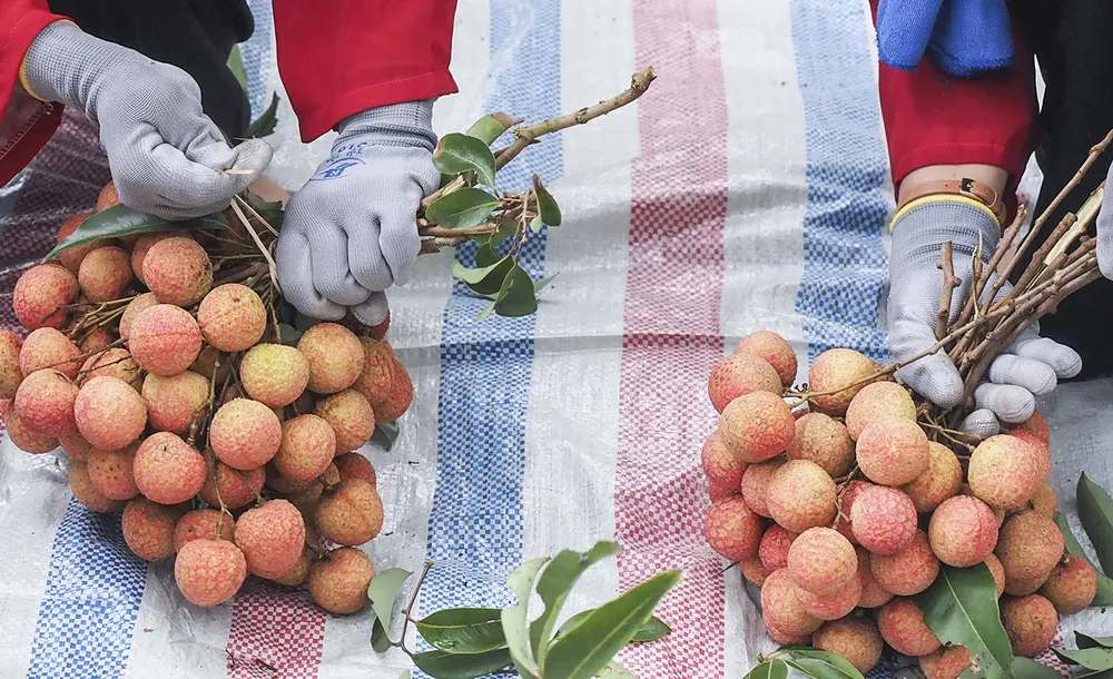 Các đội thi hái và bó vải theo chủ đề “Mùa vui thu hái vải thiều”.