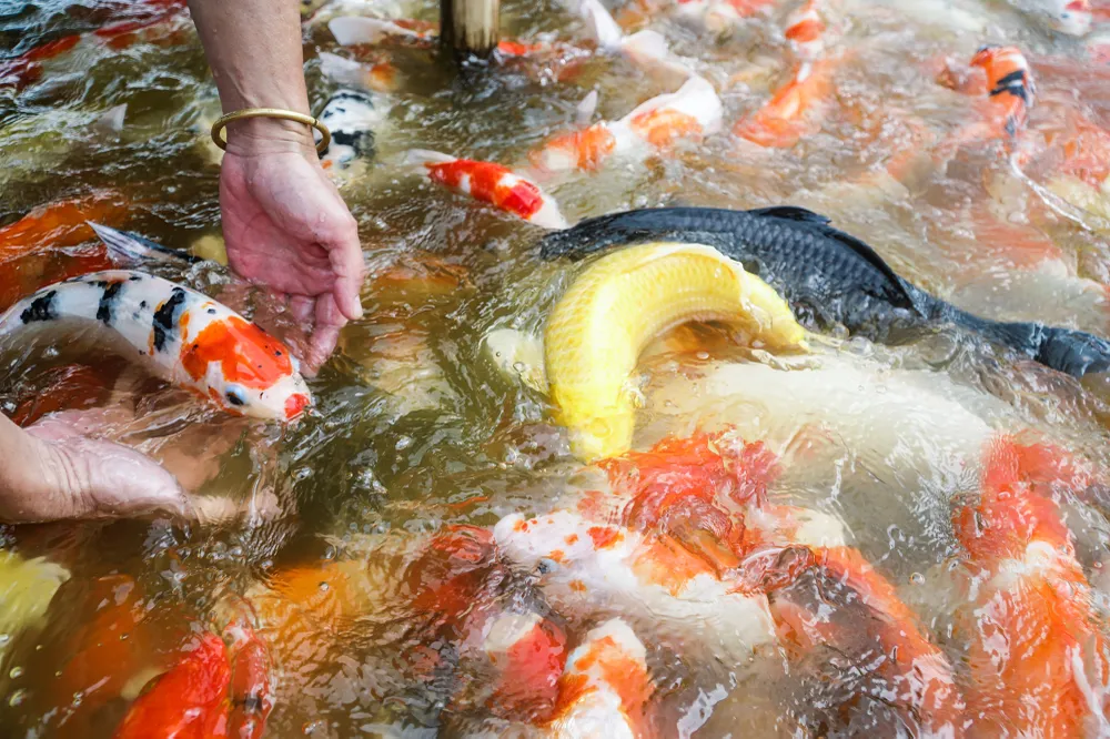 Một nhân viên bảo vệ ở đây cho biết, đàn cá Koi này được thả và nuôi tại đây khoảng một tháng. Hàng ngày có nhiều người tìm tới để xem cá, cho cá ăn và vui chơi