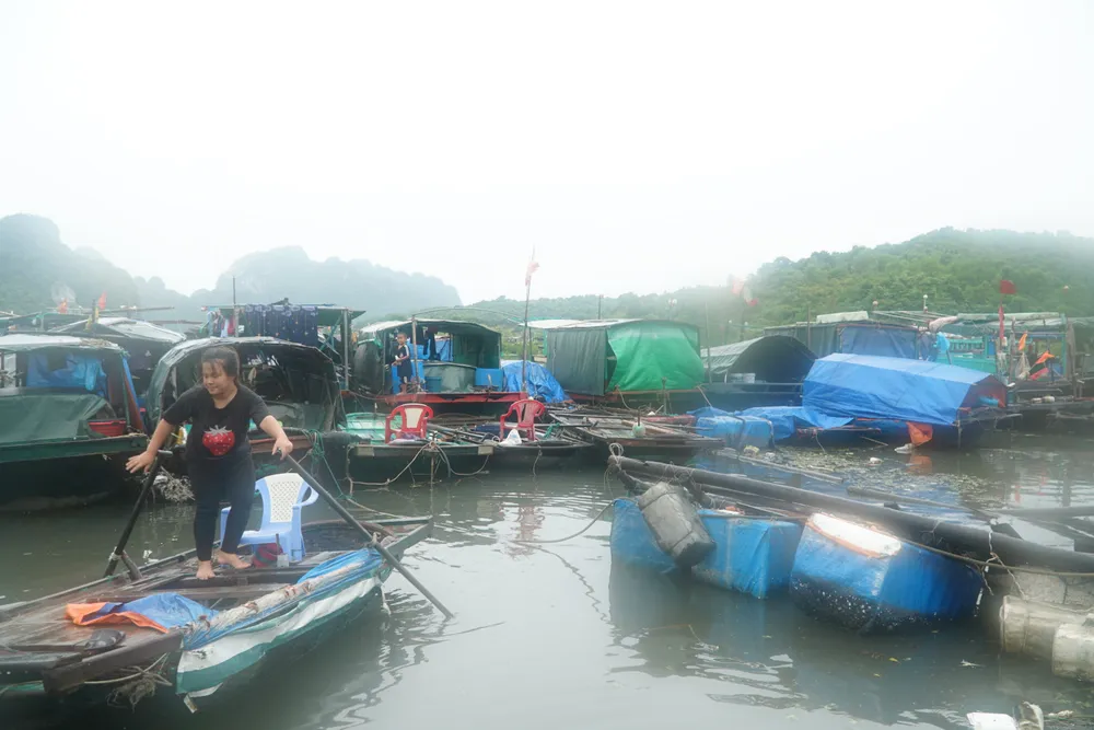 Nhiều tàu thuyền vào bờ neo đậu để tránh bão ở TP Hạ Long. Ảnh: PHI HÙNG Nhiều tàu thuyền vào bờ neo đậu để tránh bão ở TP Hạ Long. Ảnh: PHI HÙNG