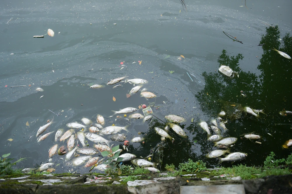 ca-chet-ho-tay (3).JPG