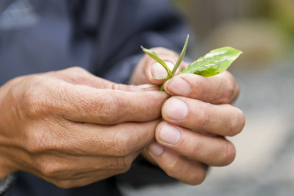 che-shan-tuyet (5).jpg