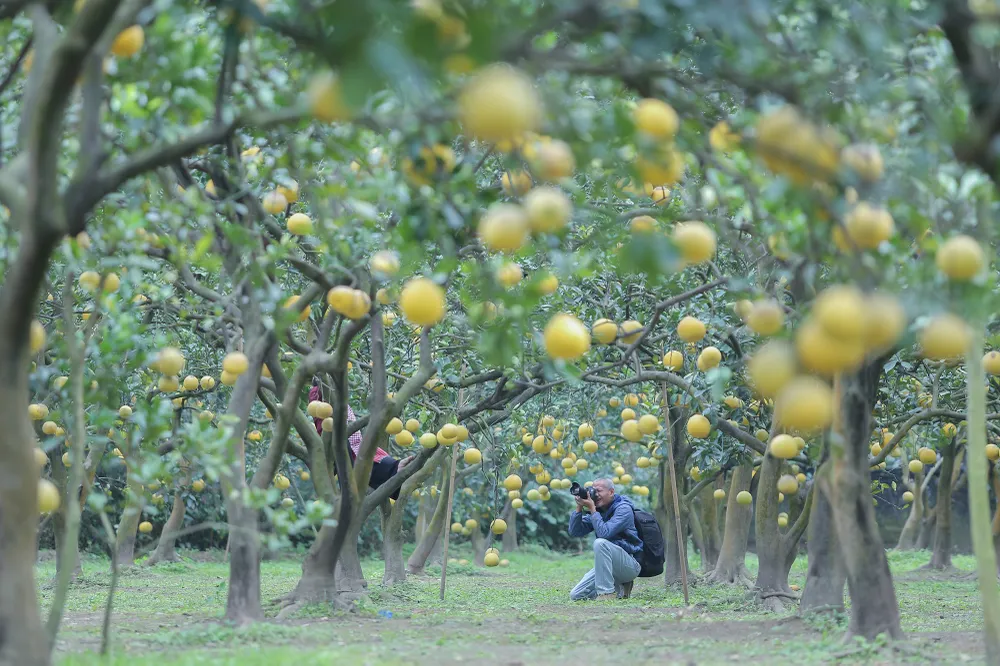 vuon-buoi-ha-noi (4).jpg