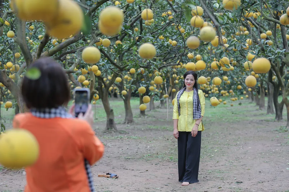 vuon-buoi-ha-noi (6).jpg