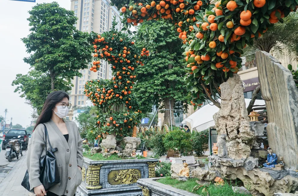 Cặp quýt song Long được bày ở đầu đường Lạc Long Quân, Hà Nội.