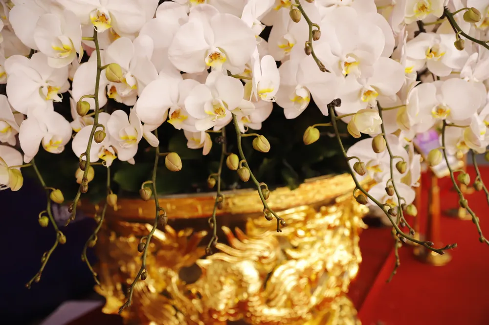 Những cánh hoa lan hồ điệp tươi mịn, trắng muốt đầy sức sống.