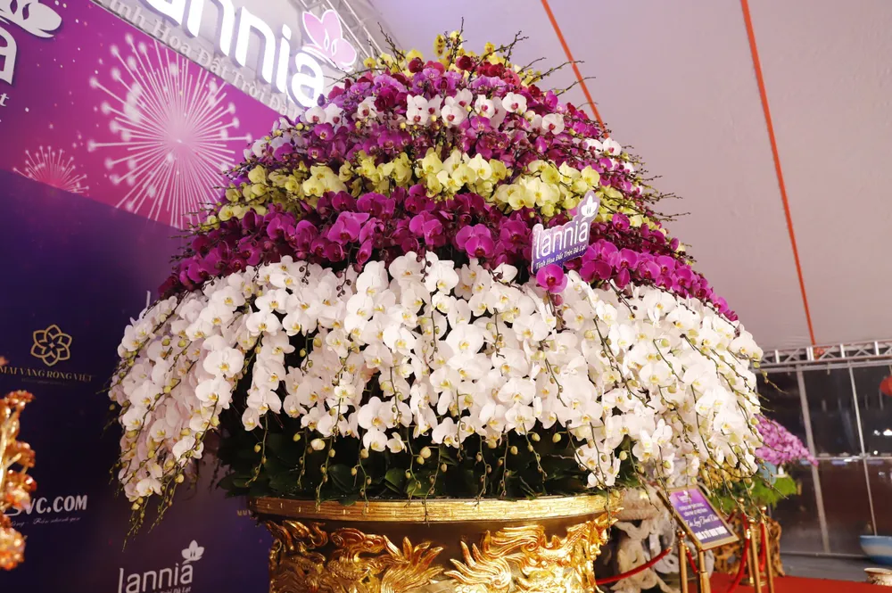 Theo giới thiệu, chậu hoa lan hồ điệp có 9 tầng hoa mang tên 'cửu long tranh châu' cao khoảng 4 m, tán rộng gần 2 m, nặng hơn 1 tấn.