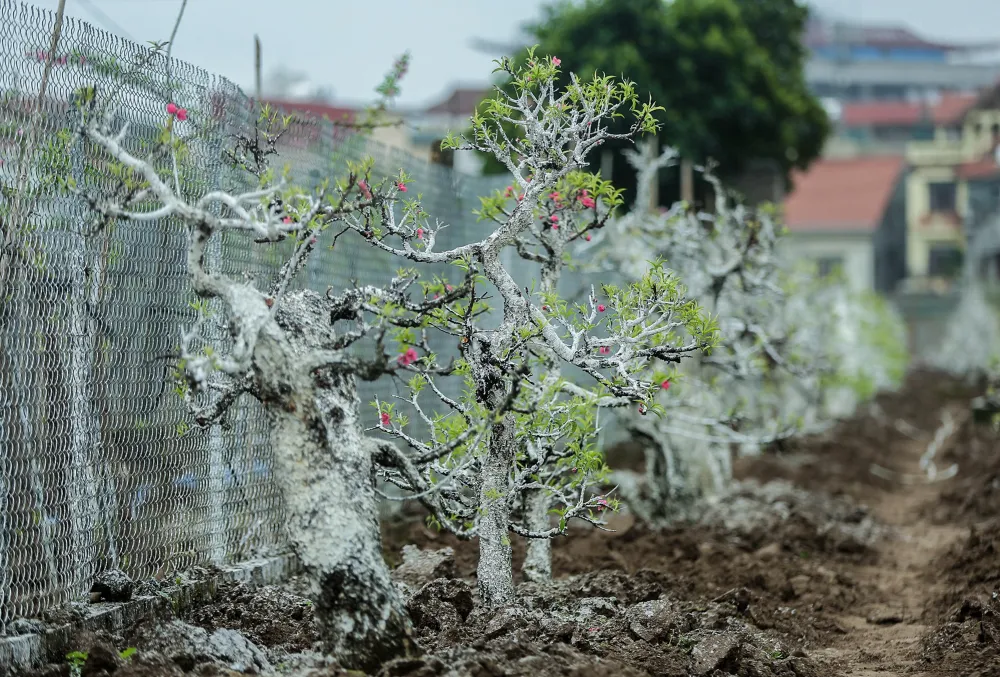 trong-dao-sau-dip-Tet (2).jpg