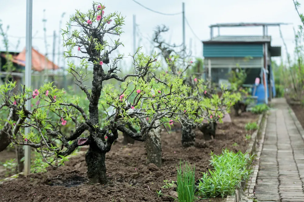 trong-dao-sau-dip-Tet (6).jpg