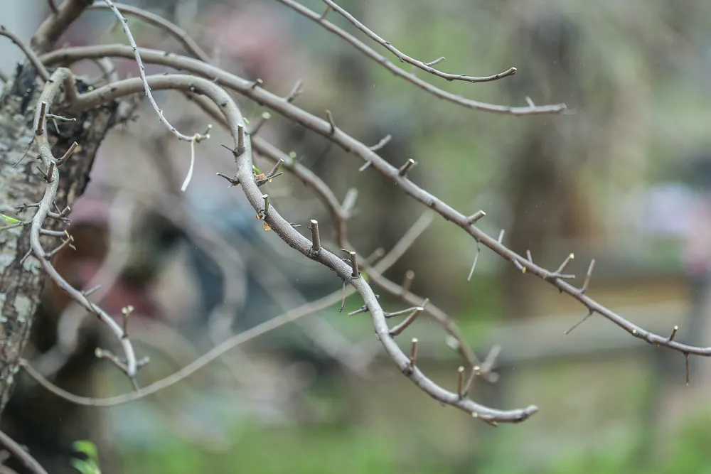 trong-dao-sau-dip-Tet (7).jpg