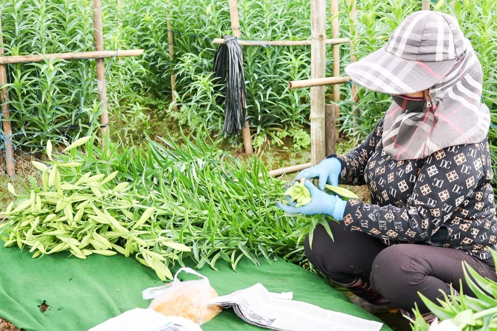 hoa-loa-kèn (9).jpg