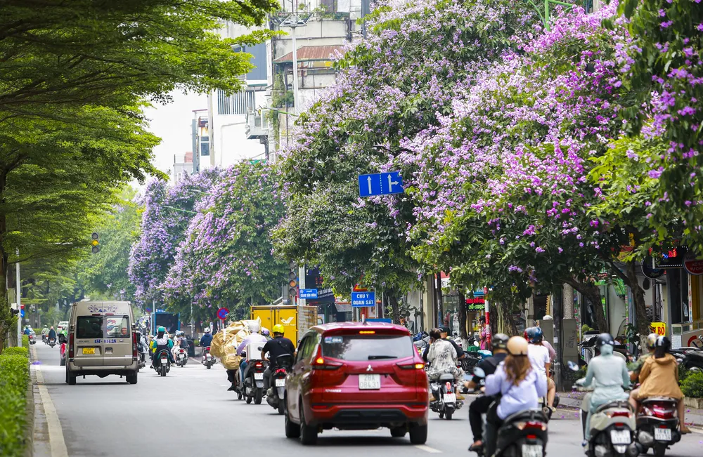 hoa-bang-lang (1).jpg