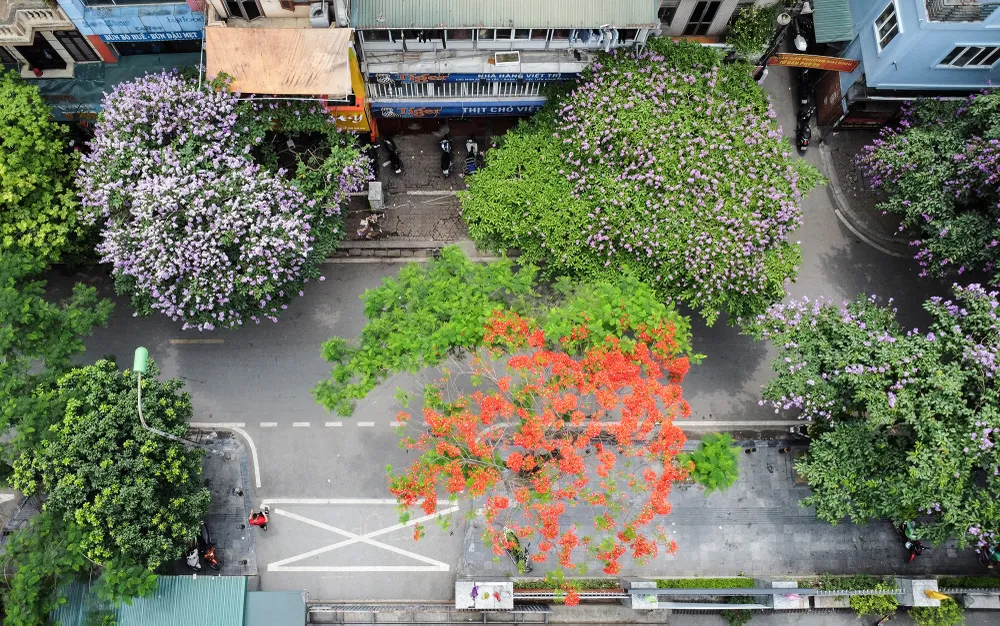 hoa-bang-lang (2).JPG