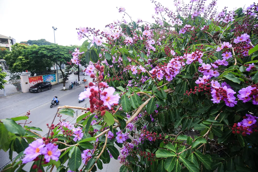 hoa-bang-lang (6).JPG