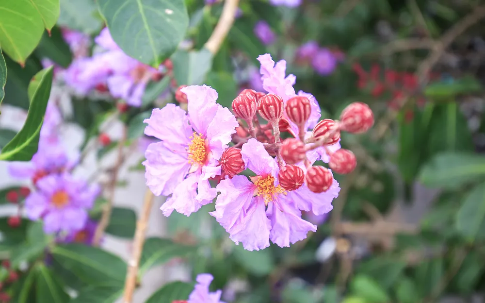 hoa-bang-lang (7).JPG