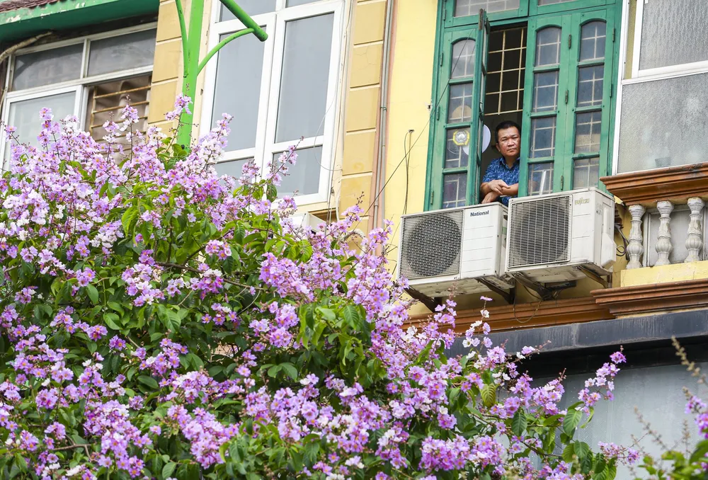 hoa-bang-lang (9).jpg