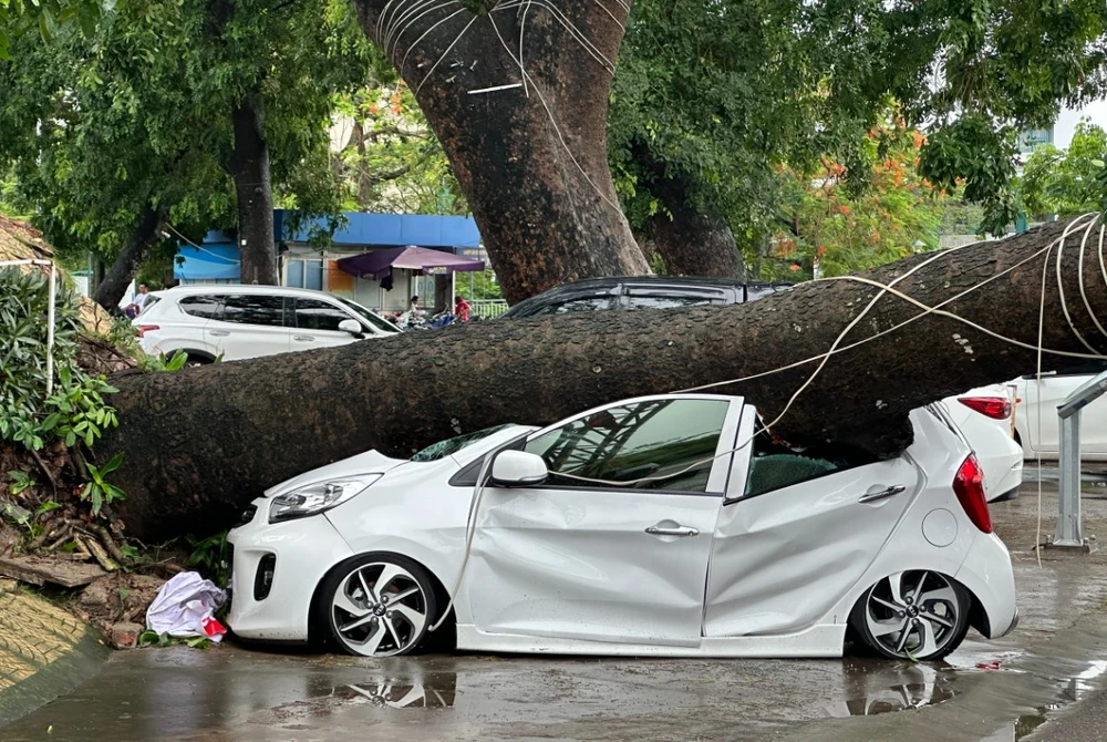 Cây xà cừ bị bật gốc, đổ khiến ô tô đỗ ngay cạnh bị biến dạng ở Hải Phòng trong cơn mưa lớn. Ảnh: Ngọc Sơn Công điện của Bộ Công an về chủ động ứng phó với mưa lớn kèm lốc, sét