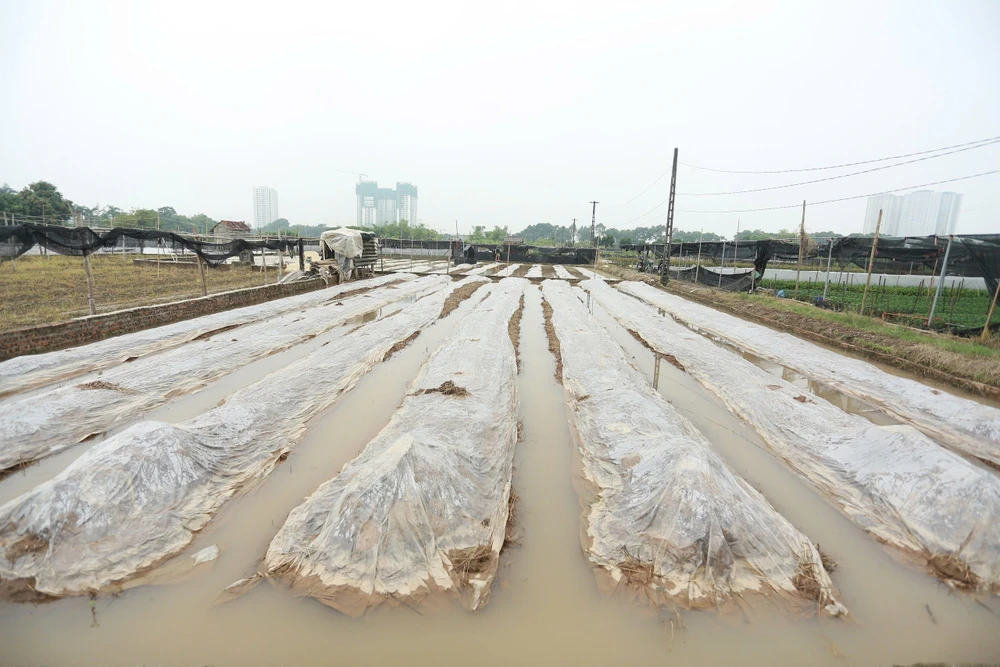 Người dân Tây Tựu ở Hà Nội tìm cách cứu ruộng hoa ngâm nước