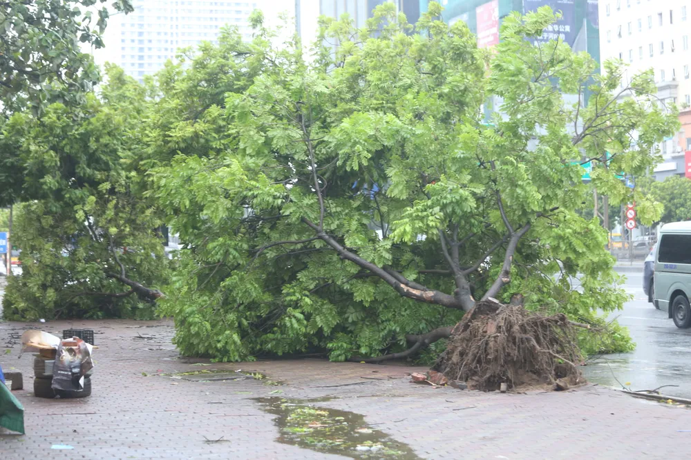 Nhiều cây xanh ở Hà Nội đã bị bật gốc. Ảnh: PHI HÙNG cay-xanh-ha-noi-bi-do-bao-so-3.JPG