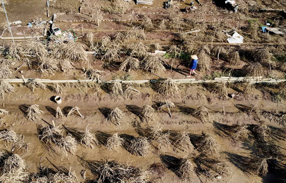 dao-nhat-tan (10).jpg