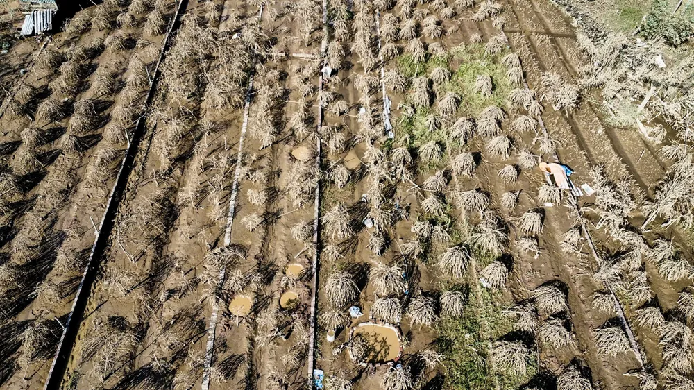 dao-nhat-tan (11).jpg