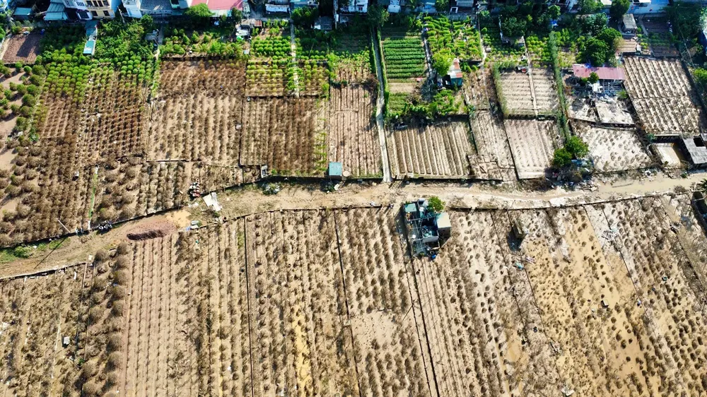 dao-nhat-tan (12).jpg