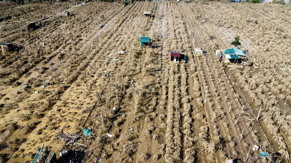 dao-nhat-tan (3).jpg