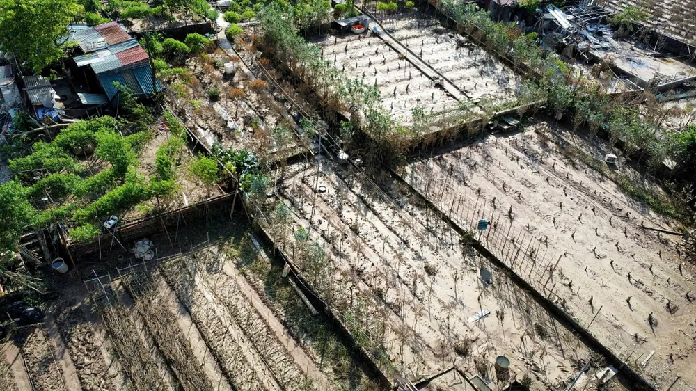 dao-nhat-tan (4).jpg