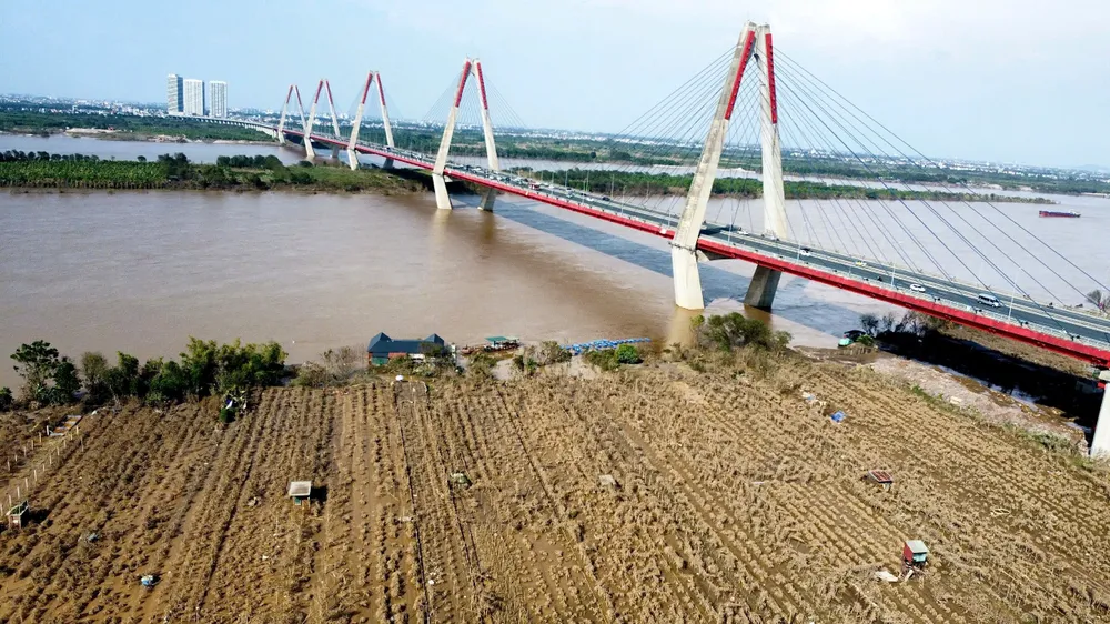 Hà Nội: Hàng nghìn gốc đào bị 'xóa sổ' sau khi lũ sông Hồng rút