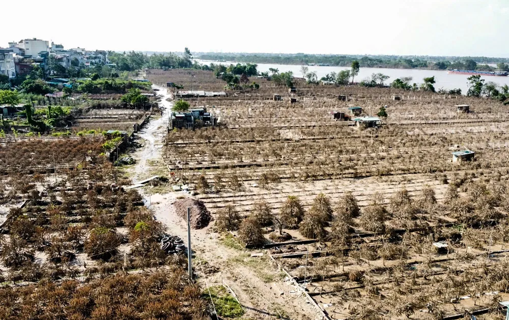 dao-nhat-tan (9).jpg