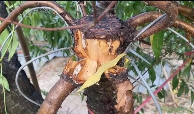 Hủy hoại hàng trăm gốc đào của người khác vì… ghen tức