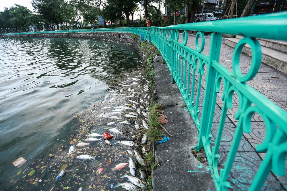 Từ vài ngày nay, hiện tượng cá chết xuất hiện trên mặt nước hồ Tây, Hà Nội, mùi hôi thối bốc lên khiến ai đi qua cũng phải bịt mũi.